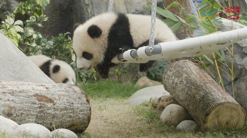 Ah... so sweet! See why Hong Kong’s twin panda cubs, “Elder Sister” and “Little Brother,” are attracting rave reviews after meeting the public for the first time at Ocean Park’s Giant Panda Adventure yesterday (Feb 16). Take a look at the adorable moments from their public debut… https://t.co/eZ0OJobql2 https://t.co/j1WjfrLpvR