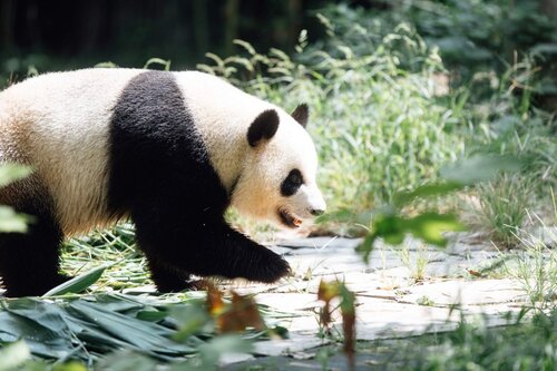 Bear hugs! With an outpouring of love and enthusiasm, Hong Kong warmly welcomed two new arrivals - a pair of giant pandas named "An An" and "Ke Ke". Gifted by the Central Government, the panda pair landed at Hong Kong International Airport this morning (Sep 26) and were escorted… https://t.co/JkAFRXLBqK https://t.co/fgmrtPPjmI