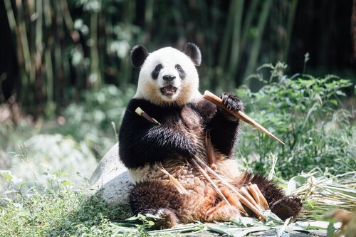 Say hello to our new panda friends! The adorable giant pandas An An and Ke Ke, gifted to Hong Kong by the Central Government, are set to make their grand public debut this Sunday (Dec 8) at Ocean Park Hong Kong. Stay tuned with @Brand_HK for updates on panda-themed festivities.… https://t.co/bZGmqYtjrM https://t.co/JFIHzSd7QL