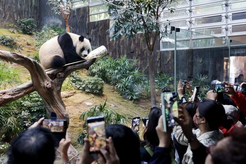 Dive into the captivating world of giant pandas! Two giant pandas, An An and Ke Ke, who were gifted to Hong Kong by the Central Government made their highly anticipated public debut yesterday (Dec 8), to the delight of visitors to their new home at Ocean Park Hong Kong. Panda… https://t.co/MKGJNXs84U https://t.co/TjWi0D8VQq