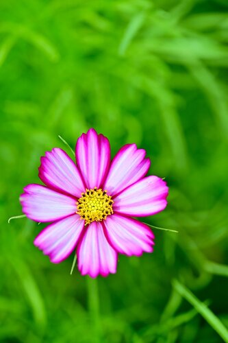 Stop to smell the #flowers! The highly anticipated Hong Kong Flower Show 2025 (Mar 14-23), themed “Ablaze with Glory”, is set to turn Victoria Park into a floral wonderland. This year’s theme flower is the #cosmos, renowned for resilience and robustness. Fun activities for all… https://t.co/oVnQY2MLdI https://t.co/qdh0a8GBUE