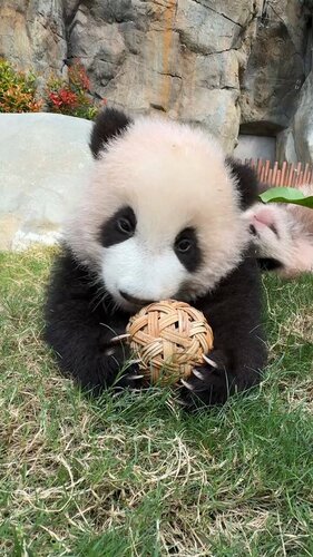 Prepare to meet our two adorable baby giant pandas! Hong Kong’s first twin panda cubs are set to make their public debut at Ocean Park Hong Kong on Feb 16, just a day after they turn six months old. Visitors will be able to greet “Elder Sister” and “Little Brother” at the “Giant… https://t.co/66XoTku85L https://t.co/o0epljlU6M