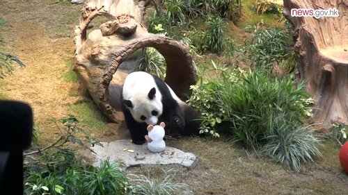 Panda bear care! See how the newest members of Hong Kong's giant panda family are thriving under expert supervision at Ocean Park Hong Kong. For An An and Ke Ke, recently gifted to Hong Kong by the Central Government, that means a specialised regime of training, health checks,… https://t.co/vEgeMYqZS9 https://t.co/42jhnzsfXe