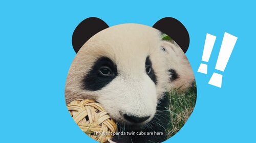 Get ready for a Pandastic adventure in Hong Kong! The city’s resident family of six giant pandas, including the new-born pair of cuddly cubs, are now Hong Kong’s designated tourism ambassadors. Join them on a virtual tour of the city's tasty cuisine, breathtaking views,… https://t.co/XRIjHwmKyU https://t.co/U9Ng4otcdo