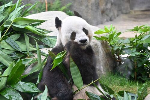 Hong Kong is set to roll out the red carpet for two new giant pandas this week🐼🐼👏. The pair of 5-year-old pandas will receive VIP treatment when they arrive in the city on Thursday (Sep 26) as gifts from the Central Government ahead of China's 75th National Day anniversary on Oct 1. A naming contest will be held next month to choose names for the two adorable new arrivals, who will join 香港海洋公園 Ocean Park Hong Kong’s beloved panda family alongside Ying Ying, Le Le and their newborn twins, before making their first public appearance in Dec this year.   (File photo at Ocean Park Hong Kong)  #hongkong #brandhongkong #asiasworldcity #panda #OceanPark