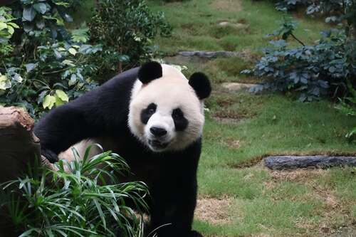 Say hello to our new panda friends🐼! The adorable giant pandas An An and Ke Ke, gifted to Hong Kong by the Central Government, are set to make their grand public debut this Sunday ( Dec 8 ) at Ocean Park Hong Kong. Stay tuned with Brand Hong Kong for updates on panda-themed festivities.  https://www.oceanpark.com.hk/en/park-experience/wondrous-winter-gala-christmas    Photos: 香港海洋公園 Ocean Park Hong Kong  #hongkong #brandhongkong #asiasworldcity #panda #OceanPark #AnAn #KeKe