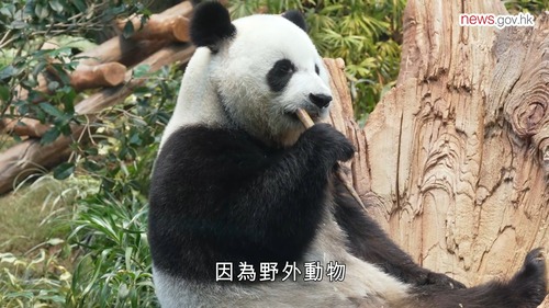 齊來了解大熊貓的可愛日常🐼🥰！香港大熊貓家族興旺，新成員在香港海洋公園的安心護理下茁壯成長。團隊為中央贈港的一對大熊貓安安和可可安排了護理訓練、身體檢查、豐富的餐單及益智玩具用作鍛煉身心。而在港誕生的一對大熊貓龍鳳胎發育良好，在長牙階段的牠們更會「咬來咬去」，健康地日漸成長。  https://www.news.gov.hk/chi/2024/12/20241213/20241213_152451_657.html  影片：政府新聞網  #香港 #香港品牌 #亞洲國際都會 #大熊貓 #海洋公園 #安安 #可可