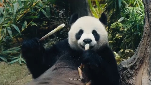 Pandastic Hong Kong🐼! Join the cute panda brigade as they discover the delights of Hong Kong, from food, sport and entertainment to art and aerial views of the beautiful countryside.👣  Video: Discover Hong Kong  #hongkong #brandhongkong #asiasworldcity #discoverhongkong #panda #hongkongtourismboard #cheungkalong #edgarcheung