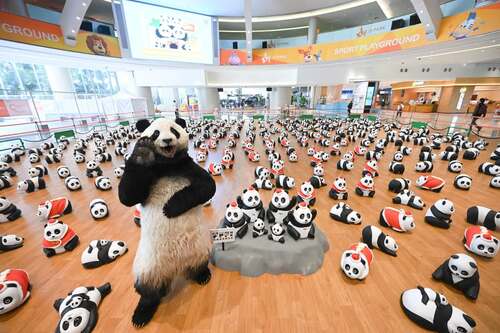 為迎接新春，全港最大型的熊貓主題展覽「PANDA GO 香港遊」壓軸新春站（1月17日至3月6日）登陸荃灣D·PARK，展出逾800隻熊貓雕塑。熊貓導遊「PANDA GO! GUIDE」更會在1月19日現身與大家拜年，各位記得把握機會與換上新春造型的熊貓合照，共慶新年！🐼🎊  https://www.pandago-fest.com/  #香港 #香港品牌 #亞洲國際都會 #盛事之都 #盛事香港 #大熊貓 #PANDAGO香港遊