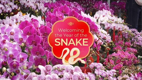 #YearofTheSnake is just around the corner🐍! See how Hong Kong is preparing to celebrate the Lunar New Year (on Jan 29), with seasonal traditions on show across the city, including flower markets, decorative messages (Fai Chun), colourful lanterns and the annual Lunar New Year Fair at Victoria Park. Follow Brand Hong Kong to enjoy the festive spirit and look forward to a happy, healthy and prosperous year ahead. Kung Hei Fat Choy! 🧧🧧  #hongkong #brandhongkong #asiasworldcity #YearofTheSnake #CNY