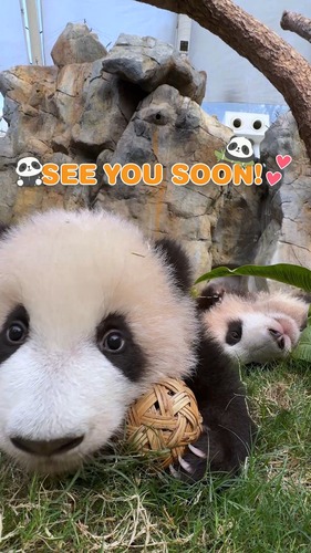 Prepare to meet our two adorable baby giant pandas! Hong Kong’s first twin panda cubs are set to make their public debut at 香港海洋公園 Ocean Park Hong Kong on Feb 16, just a day after they turn six months old.  Visitors will be able to greet “Elder Sister” and “Little Brother” at the “Giant Panda Adventure” zone. Plan your visit now! 🐼🐼❤️  #hongkong #brandhongkong #asiasworldcity #panda #oceanpark