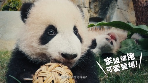 大熊貓熱潮席捲全城🐼❤️！香港大熊貓家族擔任「香港旅遊大使」，當中包括人氣爆燈的龍鳳胎「家姐」與「細佬」，全家六位成員將帶領大家展開一場精彩的虛擬之旅，探索香港的地道美食、壯麗景致及豐富的藝術文化魅力。齊齊暢遊香港，親親大熊貓😘！  影片：Hong Kong Tourism Board | Discover Hong Kong  #香港 #香港品牌 #亞洲國際都會 #大熊貓 #海洋公園