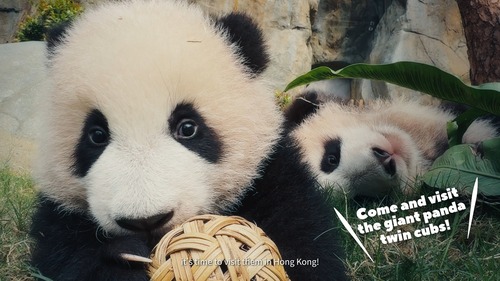 Get ready for a Pandastic adventure in Hong Kong🐼❤️! The city’s resident family of six giant pandas, including the new-born pair of cuddly cubs, are now Hong Kong’s designated tourism ambassadors. Join them on a virtual tour of the city's tasty cuisine, breathtaking views, magnificent arts and culture and more. Don't forget to greet the pandas in person at Ocean Park for a memorable experience! 😘  Video: Hong Kong Tourism Board | Discover Hong Kong  #hongkong #brandhongkong #asiasworldcity #panda #OceanPark