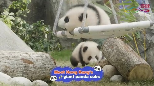 Ah... so sweet🐼💕! See why Hong Kong’s twin panda cubs, “Elder Sister” and “Little Brother,” are attracting rave reviews after meeting the public for the first time at 香港海洋公園 Ocean Park Hong Kong’s Giant Panda Adventure yesterday (Feb 16). Take a look at the adorable moments from their public debut and discover how their playful antics can truly melt our hearts!  #hongkong #brandhongkong #asiasworldcity #panda #oceanpark