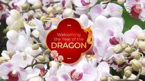 #YearOfTheDragon is just around the corner! 🐉 See how Hong Kong is celebrating this festive occasion, from traditional flower markets and giant paper-crafted dragons to high-tech 3D projection mapping at #TaiKwun. We wish you a healthy and prosperous year ahead! 🧧🎉  #hongkong #brandhongkong #asiasworldcity #YearofTheDragon #CNY