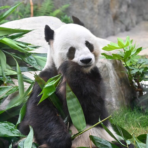 Big news🥳🥳! A pair of giant pandas have been gifted to Hong Kong by the Central Government in celebration of the 27th Anniversary of the Establishment of the Hong Kong Special Administrative Region (Jul 1). The pandas are set to arrive in the next couple of months and will reside at Hong Kong Ocean Park, alongside Ying Ying and Le Le, who were gifted to the city in 2007. 🐼🐼  喜訊🥳🥳！為慶祝香港特別行政區成立27周年（7月1日），中央政府再度贈送一對大熊貓予香港。牠們將與於數月後抵港，與2007年來港的一對大熊貓盈盈和樂樂在香港海洋公園定居。🐼🐼  #hongkong #brandhongkong #asiasworldcity #hksar27 #27thanniversary #panda #香港 #香港品牌 #亞洲國際都會 #特區成立27週年 #共慶回歸 #七一回歸 #熊貓