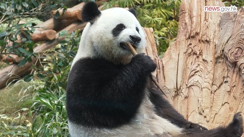 Panda bear care🐼🥰! See how the newest members of Hong Kong's giant panda family are thriving under expert supervision at Ocean Park Hong Kong. For An An and Ke Ke, recently gifted to Hong Kong by the Central Government, that means a specialised regime of training, health checks, nutritious diet and plenty of playtime. Meanwhile, the homegrown baby twins are at the teething stage and enjoy chewing on different things as they grow stronger by the day.  https://www.news.gov.hk/eng/2024/12/20241213/20241213_152451_657.html  齊來了解大熊貓的可愛日常🐼🥰！香港大熊貓家族興旺，新成員在香港海洋公園的安心護理下茁壯成長。團隊為中央贈港的一對大熊貓安安和可可安排了護理訓練、身體檢查、豐富的餐單及益智玩具用作鍛煉身心。而在港誕生的一對大熊貓龍鳳胎發育良好，在長牙階段的牠們更會「咬來咬去」，健康地日漸成長。  https://www.news.gov.hk/chi/2024/12/20241213/20241213_152451_657.html  🎥: @newsgovhk @govnews.hk   #hongkong #brandhongkong #asiasworldcity #panda #oceanpark #AnAn #KeKe #香港 #香港品牌 #亞洲國際都會 #大熊貓 #海洋公園 #安安 #可可