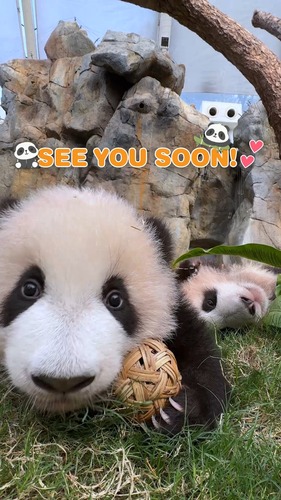 Prepare to meet our two adorable baby giant pandas! Hong Kong’s first twin panda cubs are set to make their public debut at Ocean Park Hong Kong on Feb 16, just a day after they turn six months old. Visitors will be able to greet “Elder Sister” and “Little Brother” at the “Giant Panda Adventure” zone. Plan your visit now! 🐼🐼❤️  期待已久的大熊貓寶寶即將和大家見面！香港首對大熊貓龍鳳胎將於半歲生日的翌日（2月16日），首次公開亮相香港海洋公園，訪客可在「大熊貓之旅」與超萌「家姐」和「細佬」見面。立即計劃行程吧！🐼🐼❤️  #hongkong #brandhongkong #asiasworldcity #panda #oceanpark #香港 #香港品牌 #亞洲國際都會 #大熊貓 #海洋公園