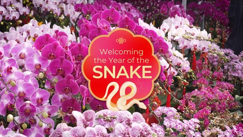 #YearofTheSnake is just around the corner🐍! See how Hong Kong is preparing to celebrate the Lunar New Year (on Jan 29), with seasonal traditions on show across the city, including flower markets, decorative messages (Fai Chun), colourful lanterns and the annual Lunar New Year Fair at Victoria Park. Follow @brandhongkong to enjoy the festive spirit and look forward to a happy, healthy and prosperous year ahead. Kung Hei Fat Choy! 🧧  為慶祝蛇年到來🐍，香港處處洋溢傳統節慶氣氛，一起看看花墟、揮春市集、綵燈會和維多利亞公園年宵市場的熱鬧情況。追蹤香港品牌 @brandhongkong 投入喜慶氛圍，迎春接福，恭喜發財🧧！  #hongkong #brandhongkong #asiasworldcity #YearofTheSnake #CNY#香港 #香港品牌 #亞洲國際都會 #節慶 #蛇年2025 #農曆新年