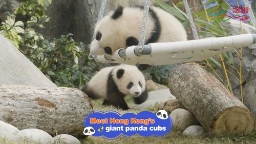 Ah... so sweet🐼💕! See why Hong Kong’s twin panda cubs, “Elder Sister” and “Little Brother,” are attracting rave reviews after meeting the public for the first time at Ocean Park’s Giant Panda Adventure yesterday (Feb 16). Take a look at the adorable moments from their public debut and discover how their playful antics can truly melt our hearts!   香港大熊貓龍鳳胎「家姐」和「細佬」昨日（2月16日）在香港海洋公園「大熊貓之旅」正式與公眾見面，掀起全城熊貓熱。齊來看看牠們初次亮相的可愛時刻，兩姊弟嬉戲互動的萌樣絕對能融化你的心！🐼💕  #香港 #香港品牌 #亞洲國際都會 #大熊貓 #海洋公園 #hongkong #brandhongkong #asiasworldcity #panda #oceanpark @hkoceanpark