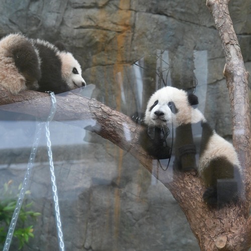 Tomorrow (Feb 16) is the big day for panda lovers! Are you ready to meet Hong Kong’s adorable giant panda cubs? It’s their 6-month birthday today, and they can’t wait to see you for the first time at Ocean Park’s Giant Panda Adventure tomorrow! Don’t miss this pandastic opportunity to greet the cuddly duo on their public debut. See you there!  熊貓迷們，明天（2月16日）就是期待已久的大日子！香港大熊貓龍鳳胎「家姐」和「細佬」將首次公開亮相！今日是牠們的半歲生日，兩位小主角已經迫不及待，準備好明天在海洋公園「大熊貓之旅」與大家見面！立即計劃行程，親臨現場感受牠們的萌爆魅力吧！  #hongkong #brandhongkong #asiasworldcity #panda #oceanpark #香港 #香港品牌 #亞洲國際都會 #大熊貓 #海洋公園 @hkoceanpark