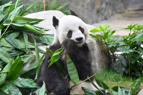 Hong Kong is set to roll out the red carpet for two new giant pandas this week. The pair of 5-year-old pandas will receive VIP treatment when they arrive in the city on Thursday (Sep 26) as gifts from the Central Government ahead of China's 75th National Day anniversary on Oct 1. A naming contest will be held next month to choose names for the two adorable new arrivals, who will join Ocean Park’s beloved panda family alongside Ying Ying, Le Le and their newborn twins, before making their first public appearance in Dec this year. (File photo at Ocean Park Hong Kong)  #hongkong #brandhongkong #asiasworldcity #panda #OceanPark