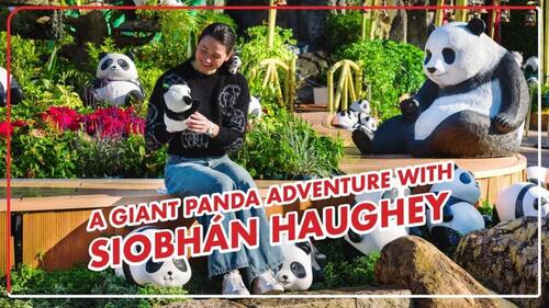 Diving into the panda world! Join Hong Kong's Olympic star swimmer Siobhán Haughey on her adventure to the home of the giant panda family with their caretaker at Ocean Park, and get to know many interesting things about the adorable pandas!  Hong Kong Tourism Board Ocean Park Corporation #hongkong #brandhongkong #asiasworldcity #panda #SiobhánHaughey #discoverhongkong